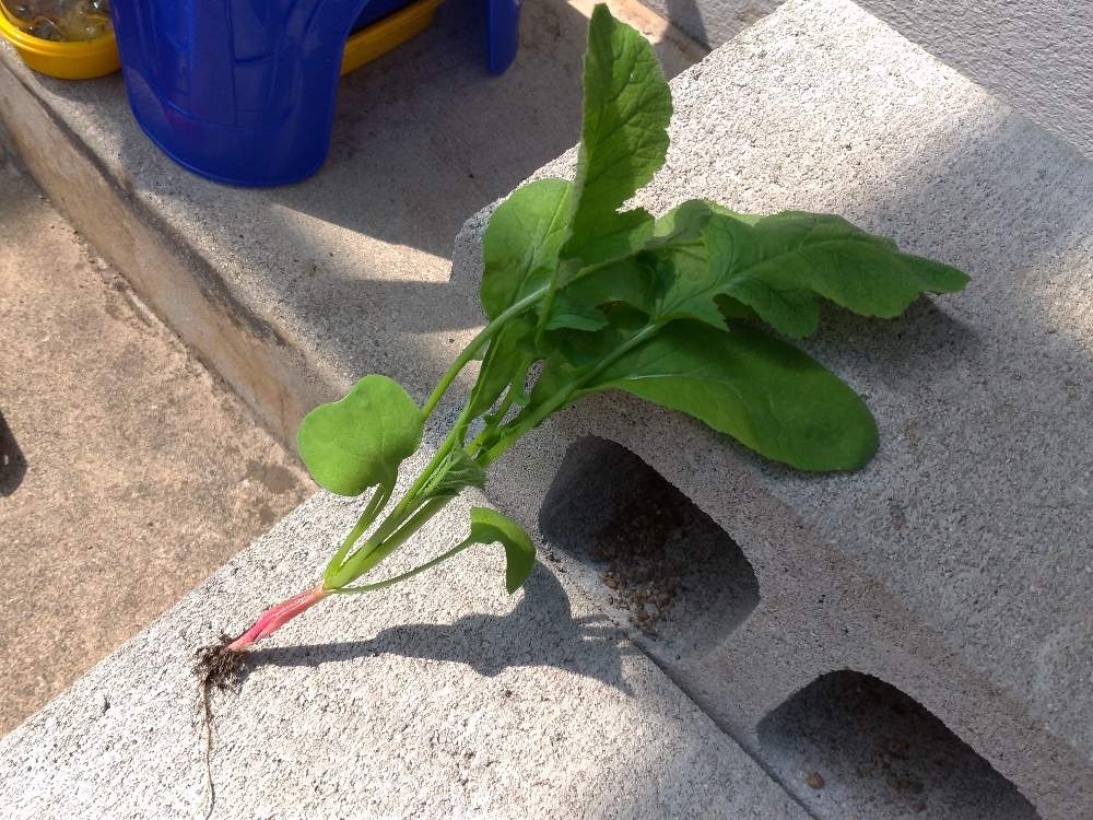 二十日大根の投稿画像 By クーピーさん おうちde菜園フォトコンと観葉植物と家庭菜園とおうちde菜園とハイドロカルチャーとおうち園芸とカインズと水耕栽培と園芸初心者 月5月19日 Greensnap グリーンスナップ