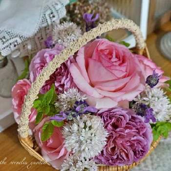 アリウム アンプレクテンスの投稿画像一覧 Greensnap グリーンスナップ