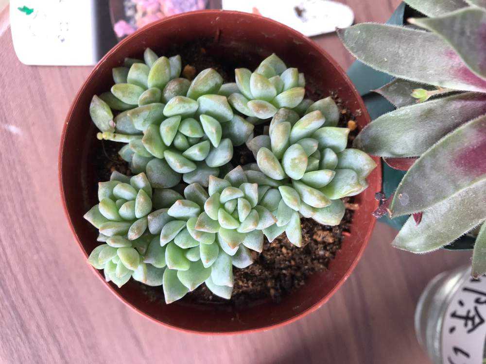 ベランダの多肉たち Greensnap グリーンスナップ