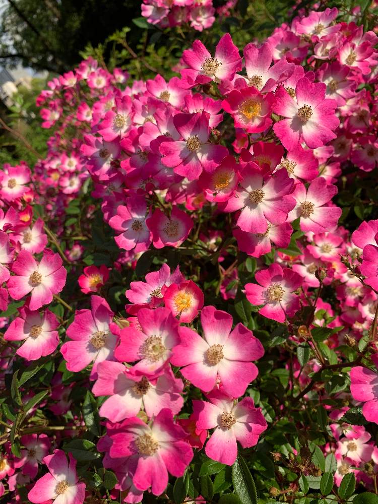 ナミさんの投稿画像 月5月19日 Greensnap グリーンスナップ