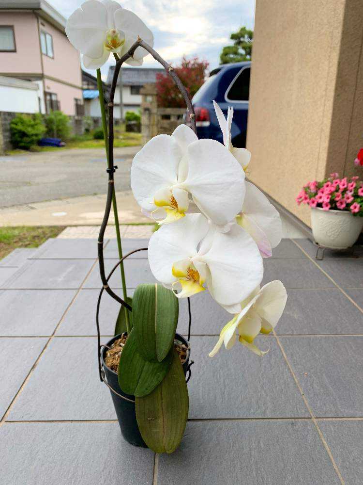 胡蝶蘭 花が終わったその後 Greensnap グリーンスナップ