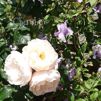 ありがとうございましたの画像 by さあやさん | 小さな庭とクレマチスとバラとケルビーノとスマホ撮影とキュンキュン乙女倶楽部と医療・介護の皆様に感謝と薔薇愛同盟とsaaya gardenとありがとうございましたと庭の花と新型コロナウィルスに負けるなとおうち園芸と『バラとクレマチス』フォトコンとありがとう医療従事者の方々とGSでバラ園とロザリアンとチーム愛知と植物マニアとバラを楽しむ