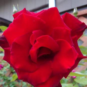夕方のバラの画像 by 山ちゃんさん | 玄関とバラ  ベルサイユのばらと夕方のバラと鉢植えと微香と花のある暮らしと我が家のバラ