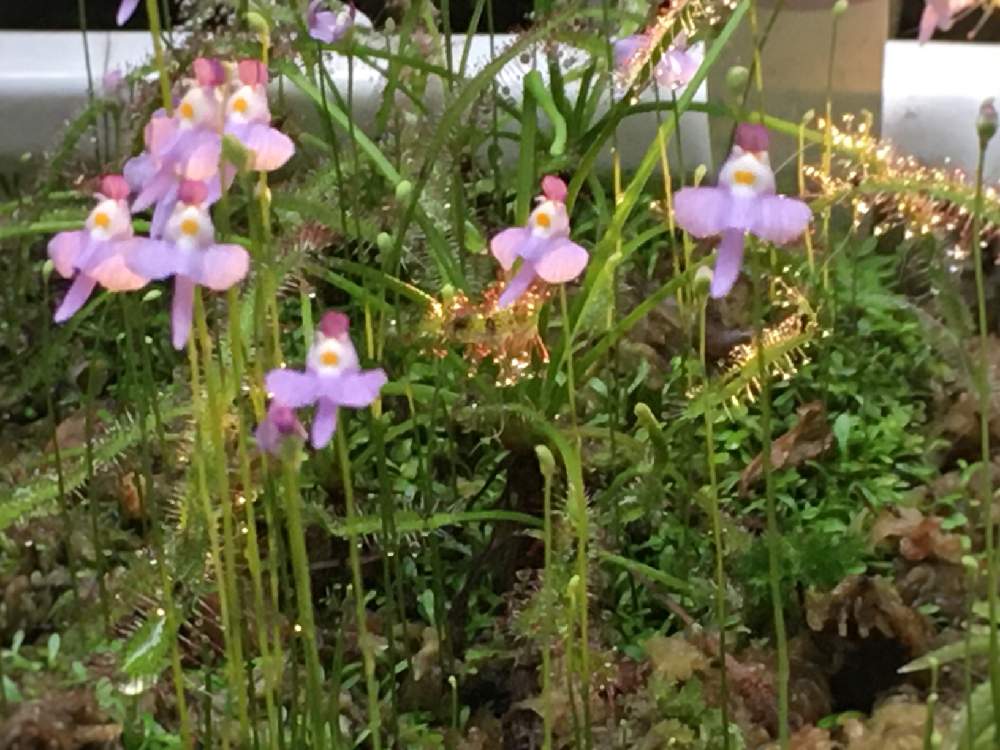 ミミカキグサ クリオネの投稿画像 By ナツメグさん アフリカナガバ モウセンゴケ とネコのいる暮らしとグリーンのある暮らしとネコ好きと初心者と東京とおうち園芸とねこと緑のある暮らしと日常と花のある暮らしと加工なしとstay Homeとバルコニー ベランダと夫の担当