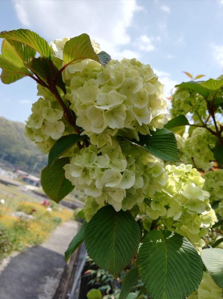 オオデマリの投稿画像 By ユーミさん 別名 テマリバナと野の花と 青空 と山野草とジャパニーズ スノーボールと散策と落葉性低木とカマズミ属とレンプクソウ科 月5月19日 Greensnap グリーンスナップ