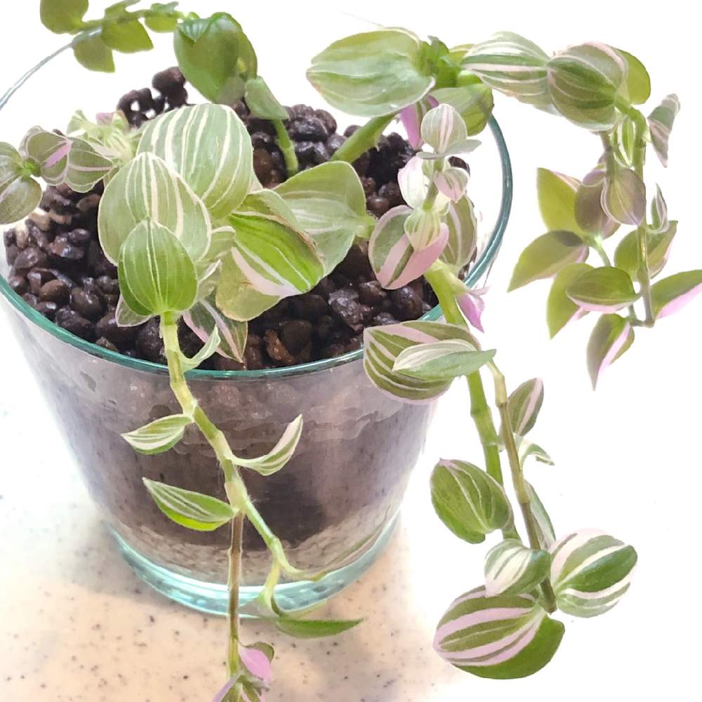 円 価格 交渉 送料無料 観葉植物 ハイドロカルチャー 苗 トラディスカンチア プチ