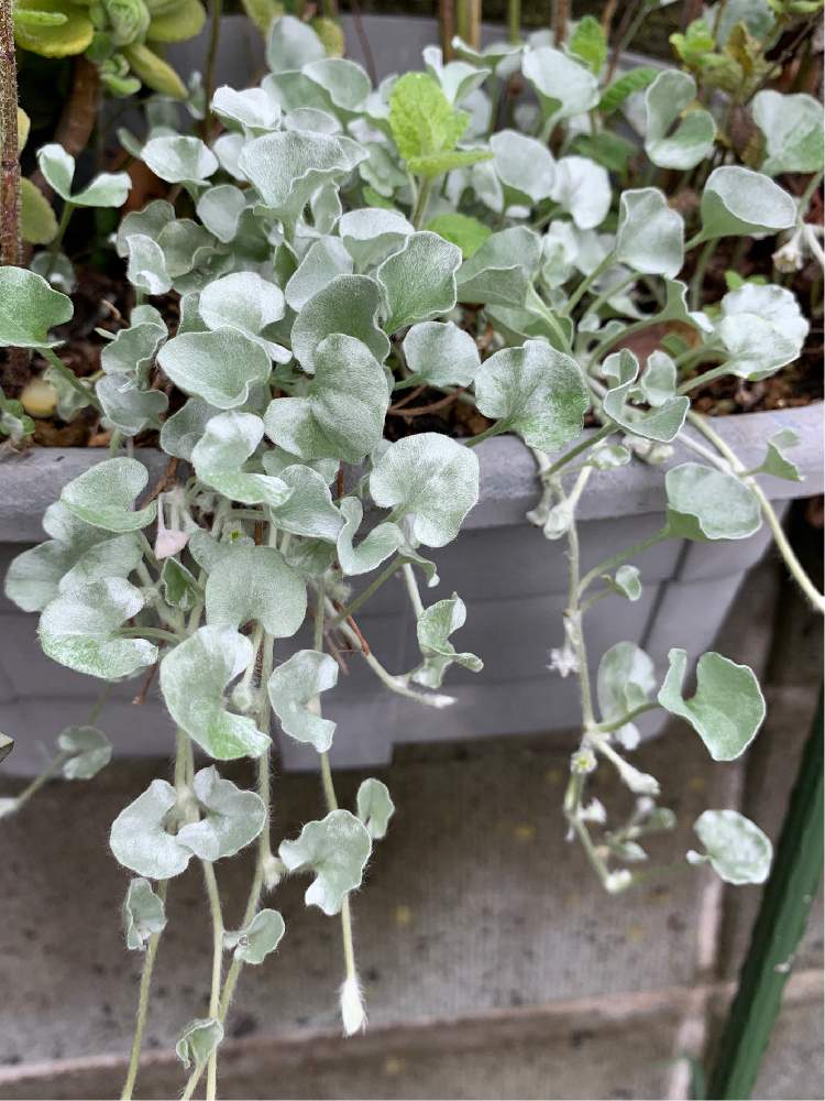 ダイカンドラ シルバーフォールズの投稿画像 By のんのん さん 小さな庭と花のある暮らしとおうち園芸と花のある暮らしとおうち園芸 月5月19日 Greensnap グリーンスナップ Greensnap グリーンスナップ