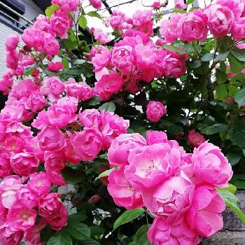 バラアーチの画像 by hinahanaさん | エントランスとバラアーチとおうち園芸とバラ♪とバラが好きと花のある暮らしとばら 薔薇 バラと花が好きとアンジェラ♪