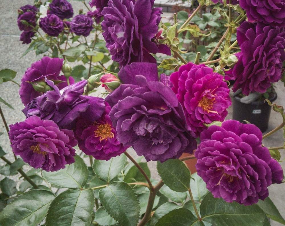 ミッドナイトブルーの投稿画像 By Otoさん 赤紫の薔薇と花のある暮らしとばら 薔薇 バラと魅惑の花鉢とおうち園芸 月5月19日 Greensnap グリーンスナップ