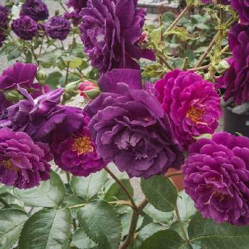 赤紫の薔薇の投稿画像一覧 Greensnap グリーンスナップ