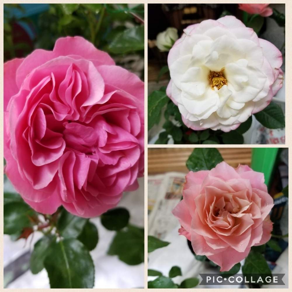 レオナルドダヴィンチの投稿画像 By Hhh さん ばら バラ 薔薇とバラ つるバラとレオナルドダヴィンチ バラとつるバラとどうするどうなるとバラの 育て方とおうち園芸と悩むと花のある暮らし 月5月19日 Greensnap グリーンスナップ