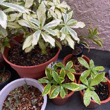 沈丁花 前島 なごり雪の投稿画像一覧 Greensnap グリーンスナップ