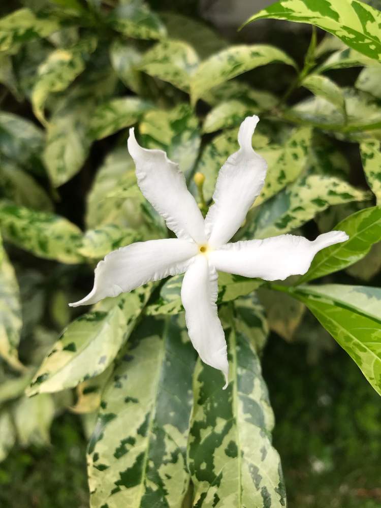 サンユウカ 三友花 の投稿画像 By サンパギータさん 月5月19日 Greensnap グリーンスナップ