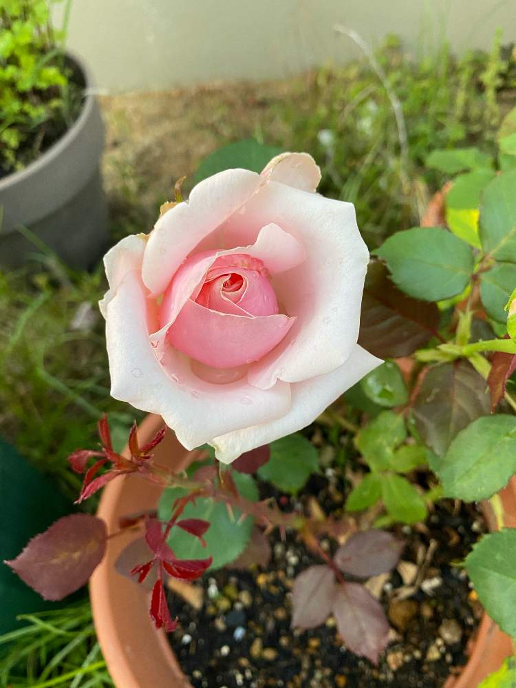 薔薇オードリーヘップバーンの投稿画像 By いろはさん 鉢バラとピンクのバラ とおうち園芸とバラ オードリーヘップバーンとバラ ミニバラ 月5月19日 Greensnap グリーンスナップ