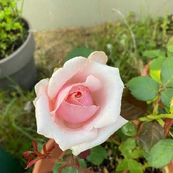 薔薇オードリーヘップバーンの画像 by いろはさん | 薔薇オードリーヘップバーンと鉢バラとピンクのバラ♡とおうち園芸とバラ　オードリーヘップバーンとバラ・ミニバラ