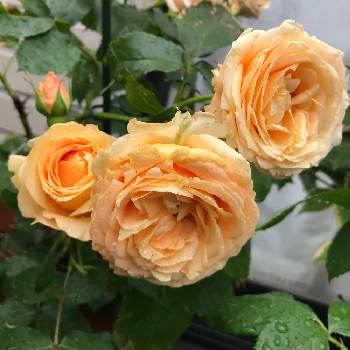 ラドルチェヴィータ　バラの画像 by たけちゃんさん | 広い庭とバラを楽しむとばら バラ 薔薇とラドルチェヴィータ　バラとGSでバラ園