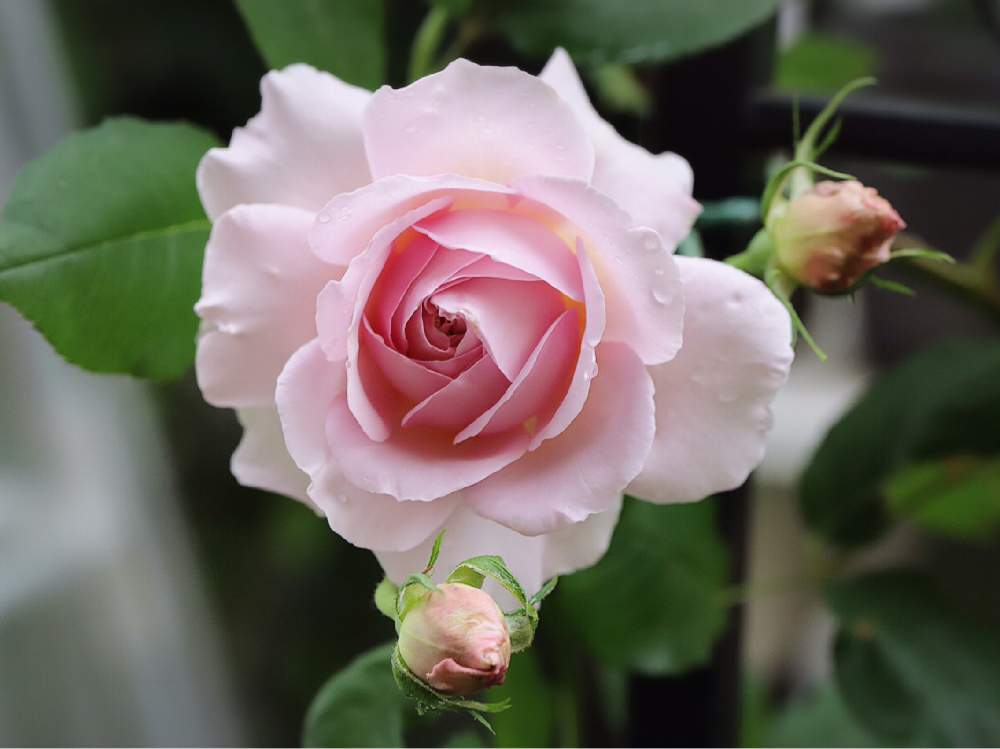 バラの投稿画像 By Tokitokiさん ソニアリキエルとバラ ミニバラとばら バラ 薔薇とgsでバラ園 2020月5月19日 Greensnap グリーンスナップ