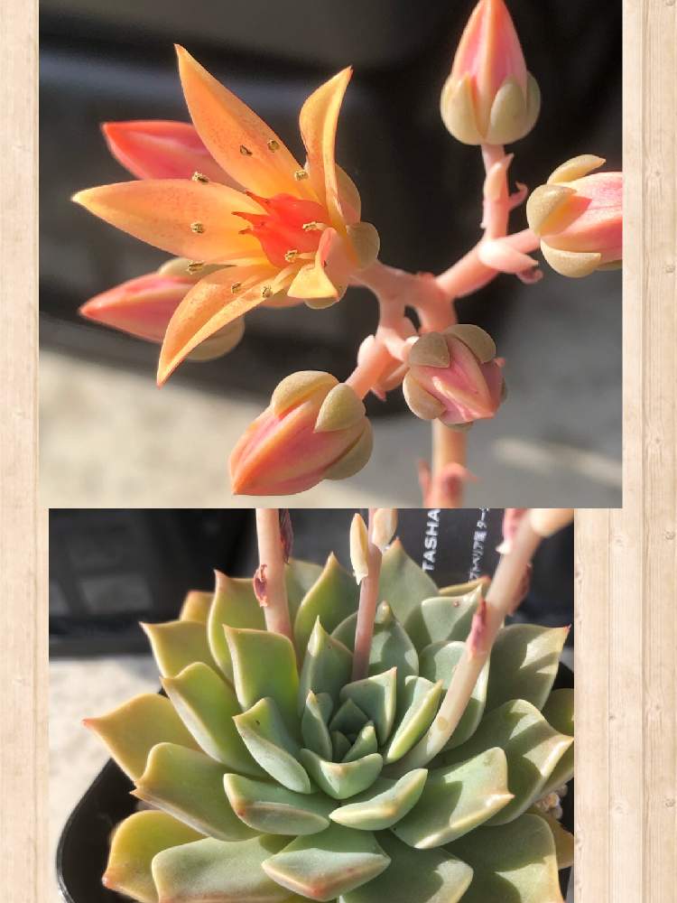 グラプトベリア属ターシャの投稿画像 by すーさんちさん｜ターシャ、と多肉植物とターシャとグラプト系とグラプトべリア