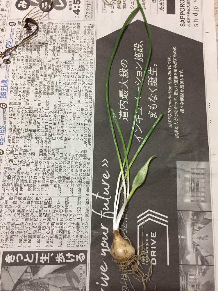 助六さんの投稿画像 月5月19日 Greensnap グリーンスナップ