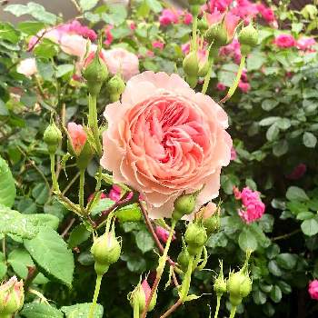 ウィリアムモリスの画像 by R-greenさん | 薔薇アンジェラと今日の庭と大輪とウィリアムモーリスとおうち園芸とウィリアムモリスと花のある暮らしと薔薇♪