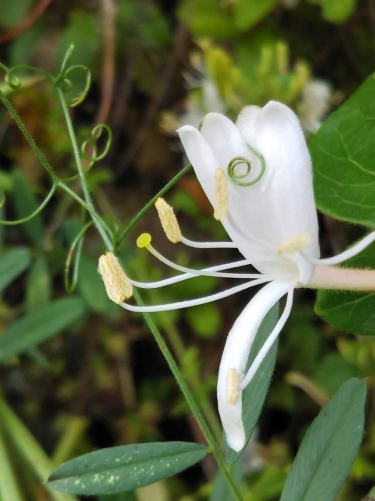 スイカズラの投稿画像 By T Buchiさん つる性植物とスイカズラ科とつる性植物とスイカズラ科 月5月19日 Greensnap グリーンスナップ Greensnap グリーンスナップ