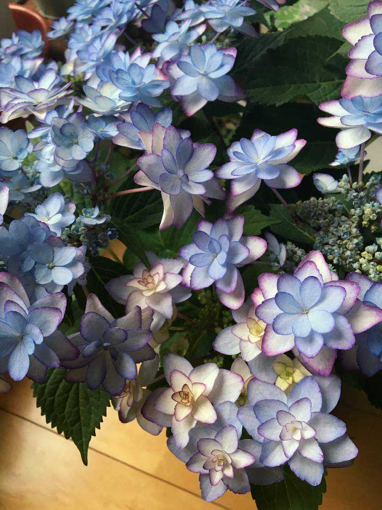 紫陽花 ひな祭りの色の変化 Greensnap グリーンスナップ