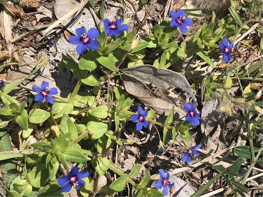 道端の小さな花の投稿画像 By アキラさん お出かけ先と瑠璃繁萋と道端の小さな花と瑠璃繁萋 月5月19日 Greensnap グリーンスナップ Greensnap グリーンスナップ