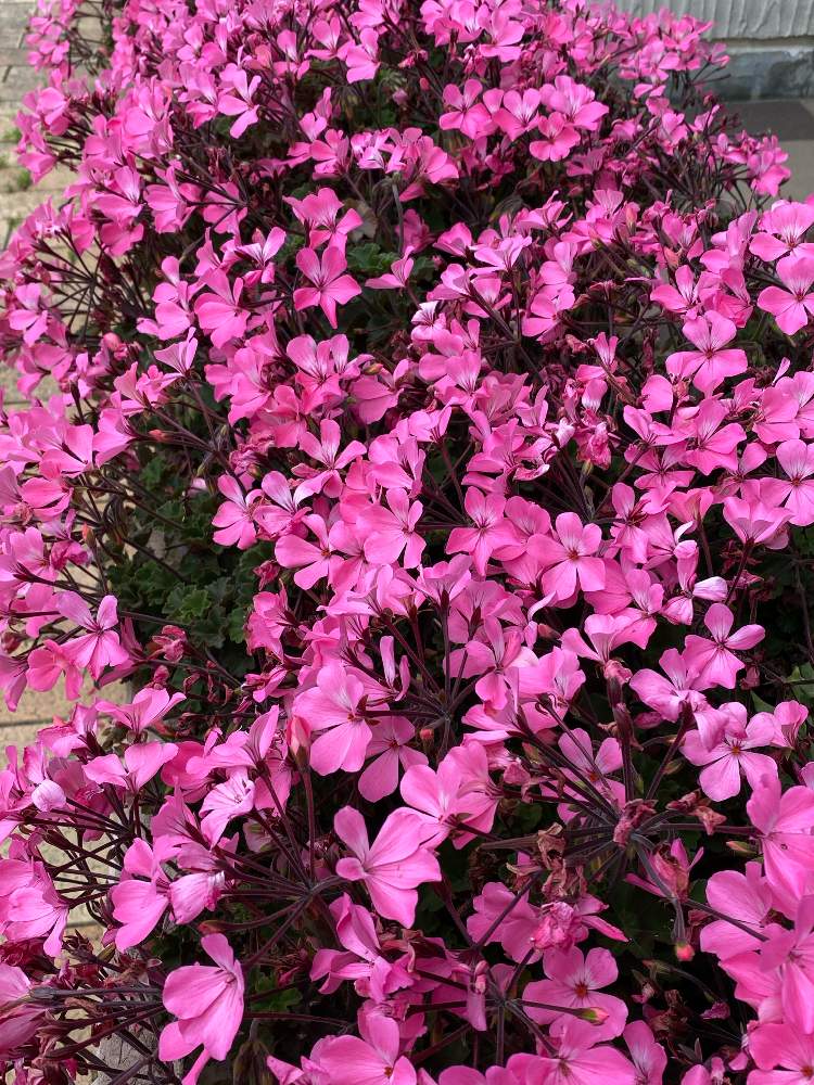 アイビーゼラニウムの投稿画像 By 山ちゃんさん 寺ヶ池公園とピンクの花とアイビーゼラニウム とおでかけ先とピンク色の花と花のある暮らし 月5月19日 Greensnap グリーンスナップ