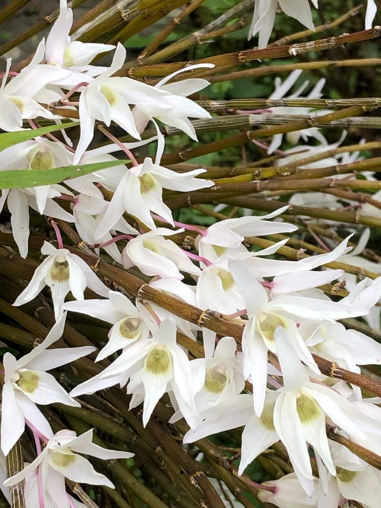 セッコクの投稿画像 By モッチさん 花のある暮らしと綺麗な白と山野草が好き 2020月5月19日 Greensnap グリーンスナップ