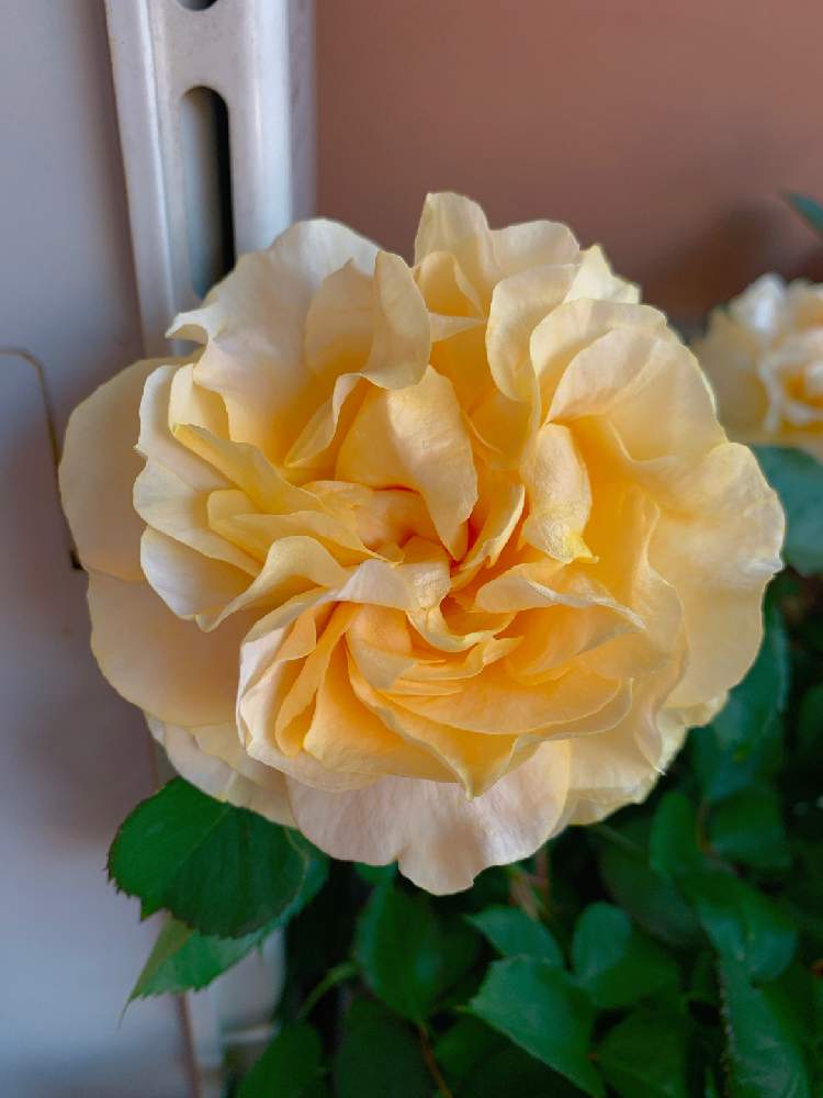 バラの投稿画像 By まきゅんさん バラ ハープシコードとバルコニー ベランダと咲いた とバラを楽しむと咲いた とバラを楽しむ 月5月日 Greensnap グリーンスナップ Greensnap グリーンスナップ