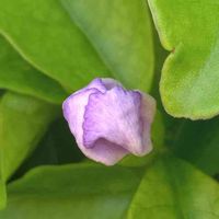 ニオイバンマツリ,雨ざらし,緑のある暮らし,日陰の庭,しつこい私の画像