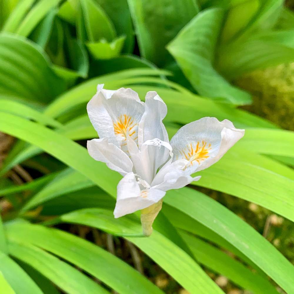 ヒメシャガの投稿画像 By Pt Yamahiroさん スマホ撮影と我が家の花達と日陰の花と花壇とアップ写真とフラワーとマイガーデンとgs映えとおうち園芸と植中毒と我が家の花壇とお花畑 と我が家の庭と花好きとガーデニングと花のある暮らしとお花と白色の花とお花好き 月 ヒメシャガの投稿画像 By Pt Yamahiroさん スマホ撮影と我が家の花達と日陰の花と花壇とアップ写真とフラワーとマイガーデンとgs映えとおうち園芸と植中毒と我が家の花壇とお花畑 と我が家の庭と花好きとガーデニングと花のある暮らしとお花と白色の花とお花好き 月