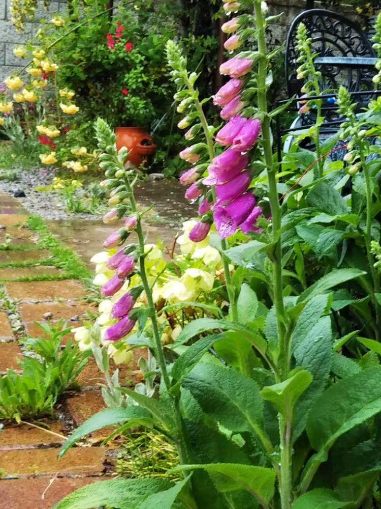 ジギタリスの投稿画像 By ガイトムさん おうち園芸と花壇作りと私の庭とガーデニングと花のある暮らしとdiy花壇 月5月日 Greensnap グリーンスナップ