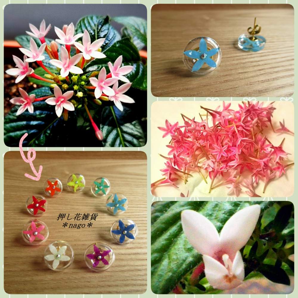 ペンタスの投稿画像 By Nagoさん レジンとお誘いとアクセサリーと今日のお花とハンドメイドと花のある暮らしと押し花 月5月日 Greensnap グリーンスナップ