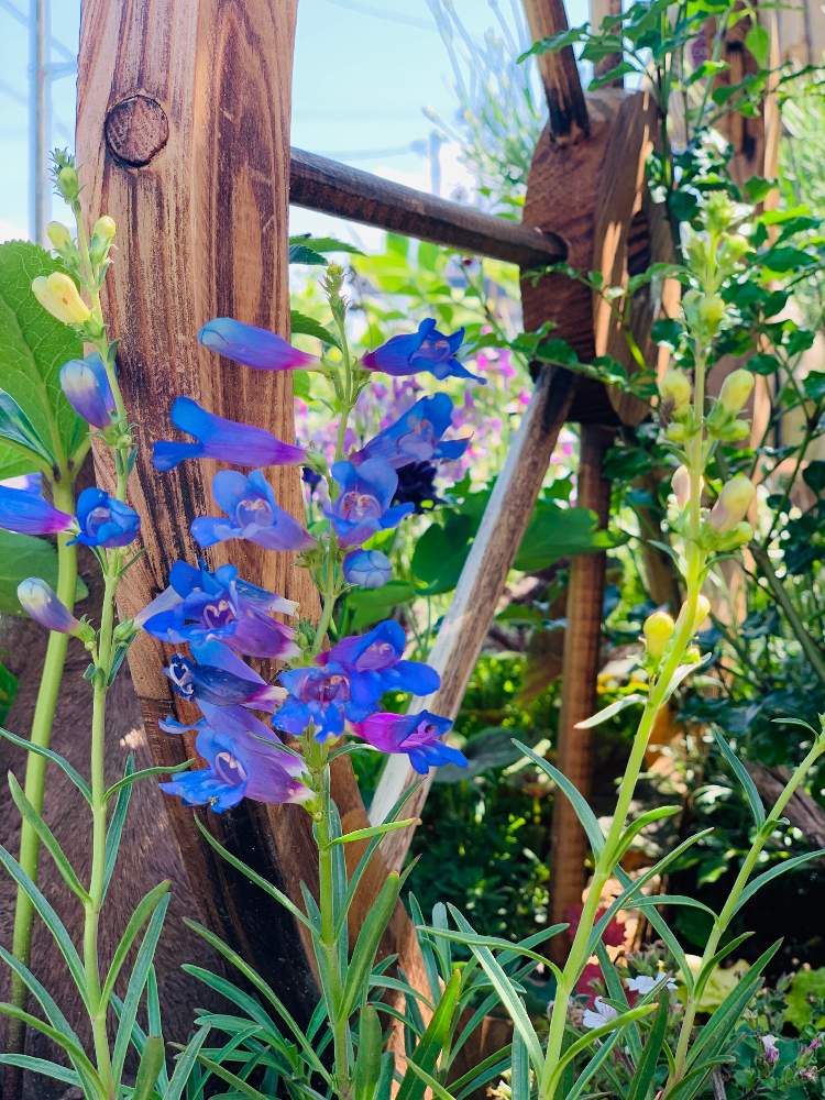 ペンステモン エレクトリックブルーの投稿画像 By なつきackermann さん グリーンのある暮らしと花壇と素敵な庭にしたい と青い花とおうち園芸と今日の一枚と我が家の花壇ときれいな色と我が家の庭と綺麗な色 と花のある暮らしと青い花マニアとグリーンのある暮らしと