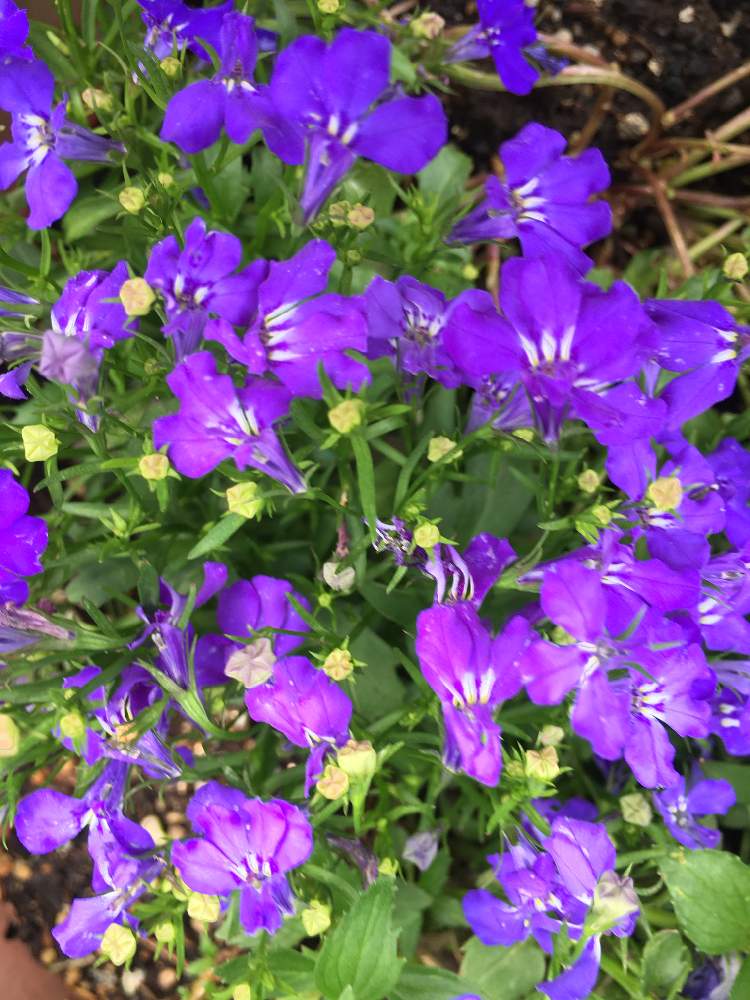 ロベリアの投稿画像 By ハイジのかあさんさん ムラサキの花と可愛いいよねと大好きと季節の花と鮮やかな色と鉢植えと可愛いと花のある暮らし 月5月日 Greensnap グリーンスナップ