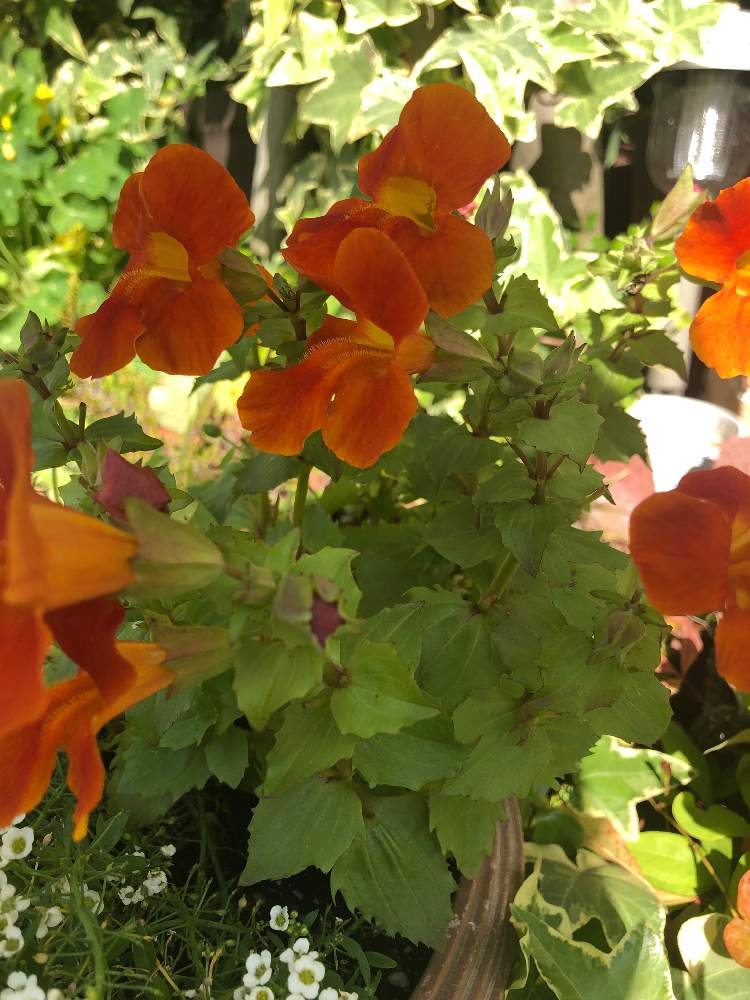 ミムラスの投稿画像 By 矢野っちさん 月5月日 Greensnap グリーンスナップ