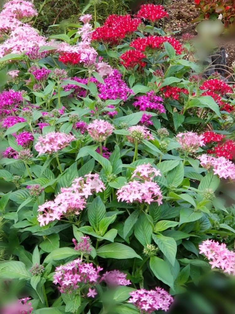 ベンタスの花の投稿画像 By はなちゃんさん わたしの庭と花盛りの庭とおうち園芸と庭で咲くと幸せ時間 月5月日 Greensnap グリーンスナップ