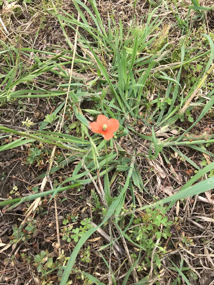 Greeeenさんの投稿画像 月5月日 Greensnap グリーンスナップ