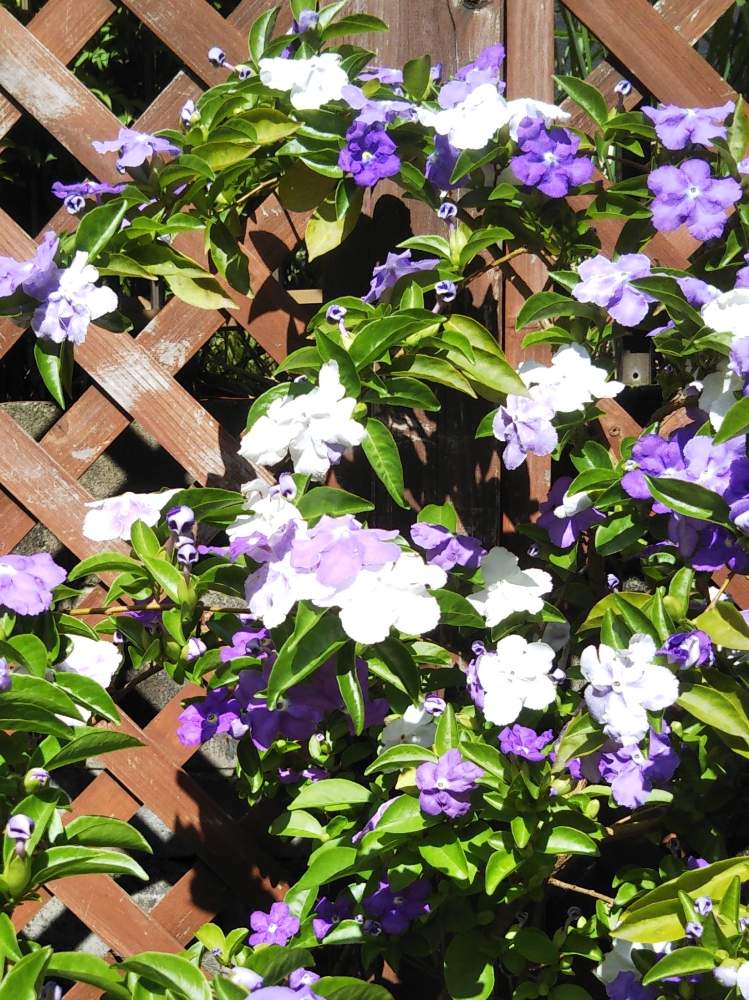 バンマツリカの投稿画像 By むんさん 小さな庭と白い花と紫の花とおうち園芸と白い花と紫の花とおうち園芸 月5月 日 Greensnap グリーンスナップ Greensnap グリーンスナップ