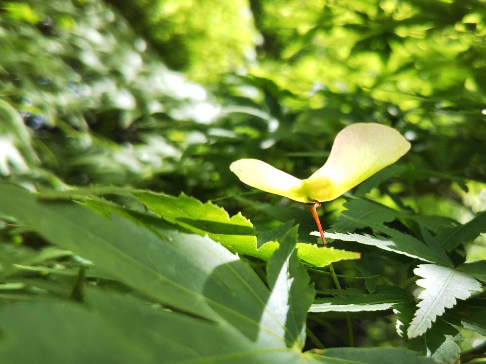 もみじの投稿画像 By Soyokazeさん もみじの種 と緑道と 紅葉とモミジ 月5月日 Greensnap グリーンスナップ