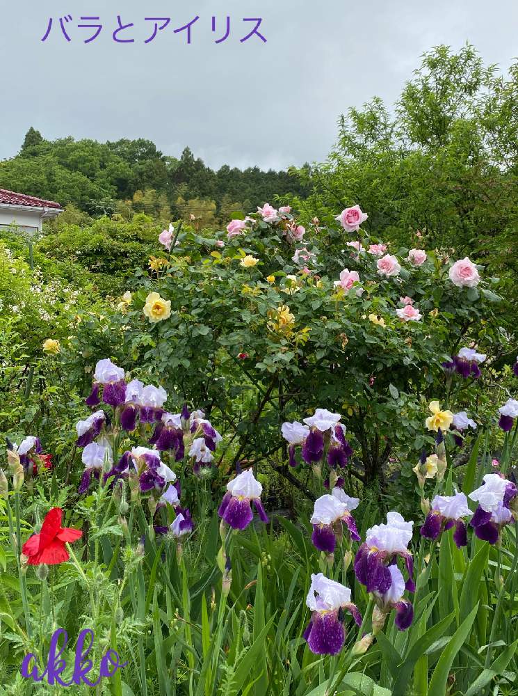 ポピーの投稿画像 By ひみつのアッコちゃんさん バラ プチトリアノンとバラ 金蓮歩とジャーマンアイリスと我が家の花畑と可愛い花とバラのある暮らしと美しい花と美しい花園と花のある暮らし 月5月日 Greensnap グリーンスナップ