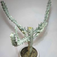 ユーフォルビア属,ユーフォルビア・ラクテア,ユーフォルビア ホワイトゴースト,多肉植物,観葉植物の画像