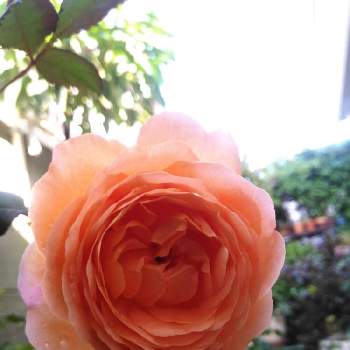 薔薇のアルバムの画像 by ヤマボウシさん | 小さな庭とレディエマハミルトンと植物日誌とおうち園芸と鉢植えと自宅のガーデンと花のある暮らしと薔薇のアルバムと自宅の薔薇