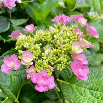 紫陽花 ポンポンハートの投稿画像一覧 Greensnap グリーンスナップ