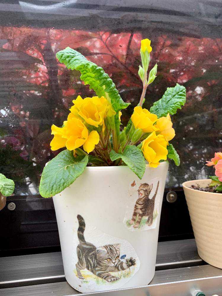 プラ鉢をデコパージュして華やかに Greensnap グリーンスナップ