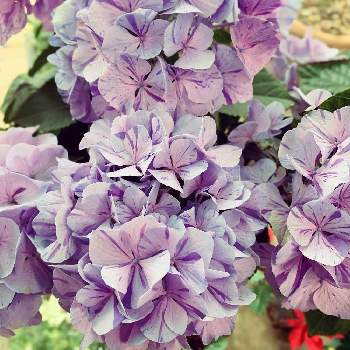 紫陽花スプラッシュの投稿画像一覧 Greensnap グリーンスナップ