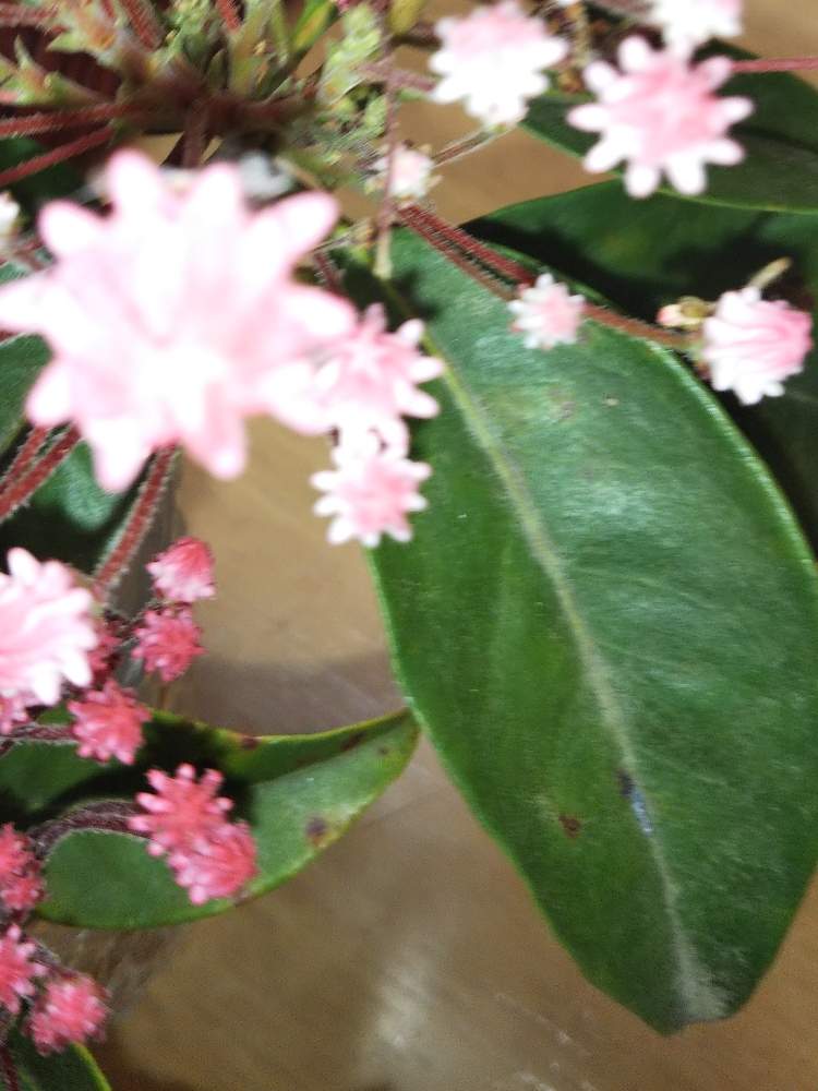 カルミアの投稿画像 By Bavさん 月5月日 Greensnap グリーンスナップ カルミアの投稿画像 By Bavさん 月5月日 Greensnap グリーンスナップ