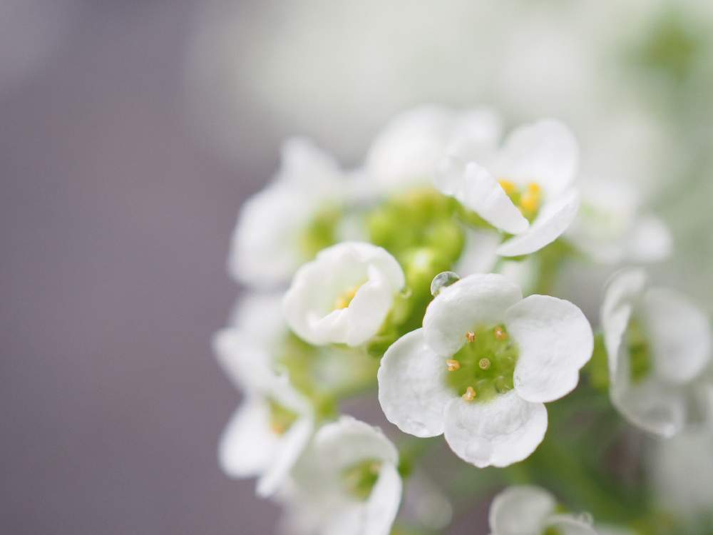 スイートアリッサム の投稿画像 By 砂しゃんさん 月5月日 Greensnap グリーンスナップ