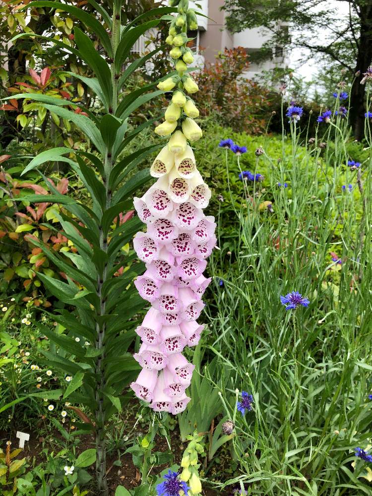 ジギタリスの投稿画像 By Masayoさん 月5月日 Greensnap グリーンスナップ